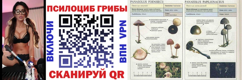 Псилоцибиновые грибы GOLDEN TEACHER  нарко площадка наркотические препараты  Старый Оскол 